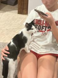 Found/Stray Male Cat last seen Creamery In Mokena, Mokena, IL 60448