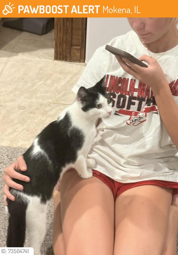 Found/Stray Male Cat last seen Creamery In Mokena, Mokena, IL 60448