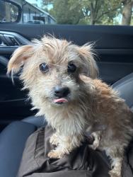 Reunited Male Dog last seen Robinwood Dr, Fort Worth, TX 76111, USA, Fort Worth, TX 76111