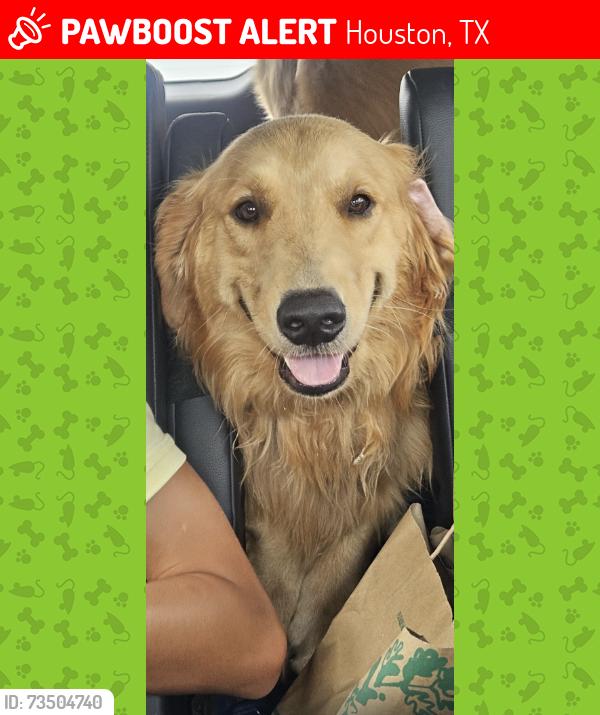 Lost Male Dog last seen Briar Forest St. and Riverview, Houston, TX 77077