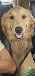Lost Male Dog last seen Briar Forest St. and Riverview, Houston, TX 77077