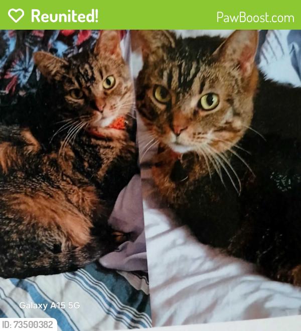 Reunited Female Cat last seen Pacific and Benedetti, Waterford Green apmts, Naperville, IL 60563