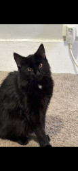 Lost Female Cat last seen S Groton st, Nashua, NH 03060