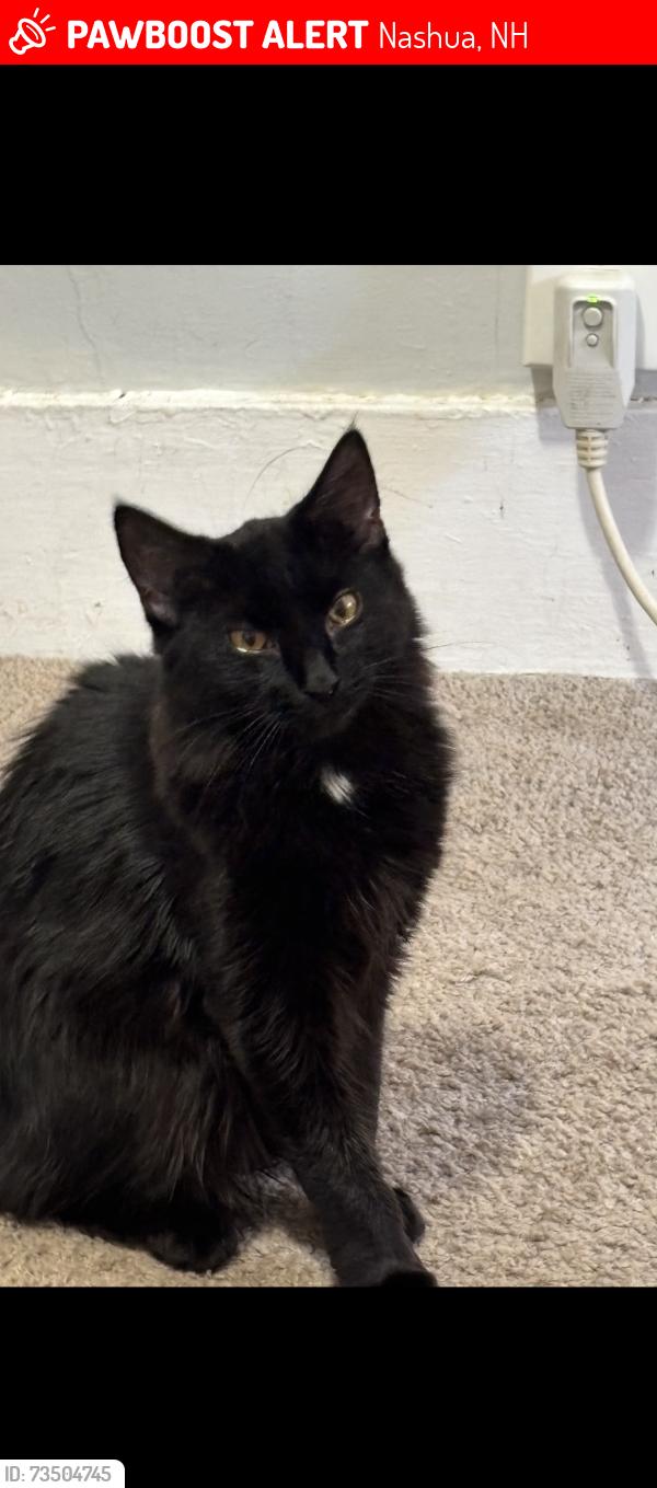 Lost Female Cat last seen S Groton st, Nashua, NH 03060