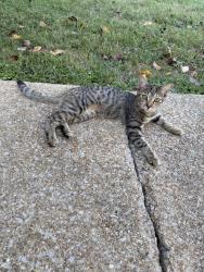 Lost Female Cat last seen Speicher Circle, big ridge elementary, bible bethel village, Chattanooga, TN 37343