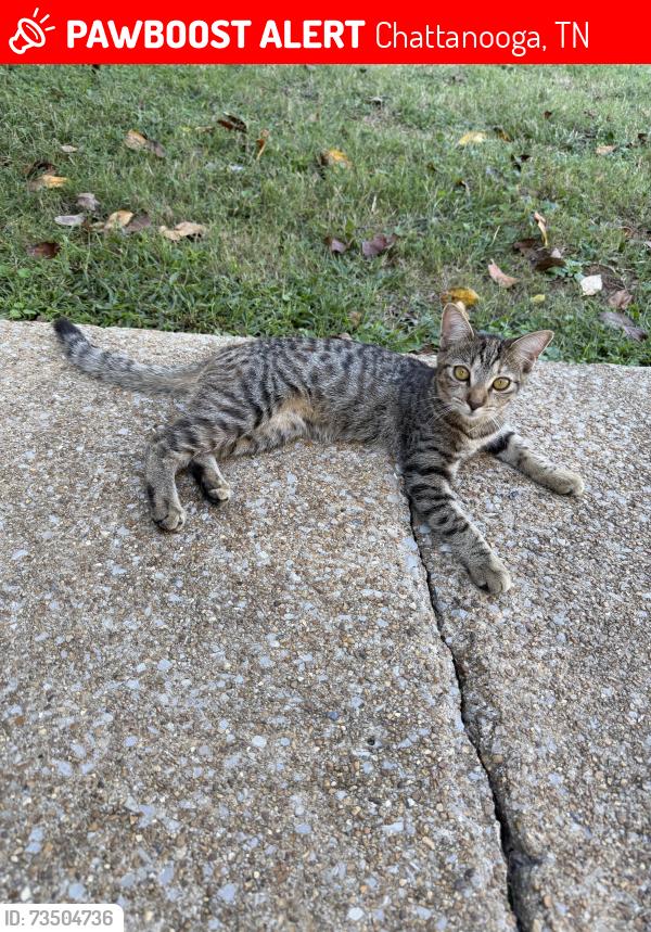 Lost Female Cat last seen Speicher Circle, big ridge elementary, bible bethel village, Chattanooga, TN 37343