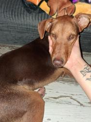 Found/Stray Female Dog last seen Crystal Lakes Area, Brookshire, TX 77423