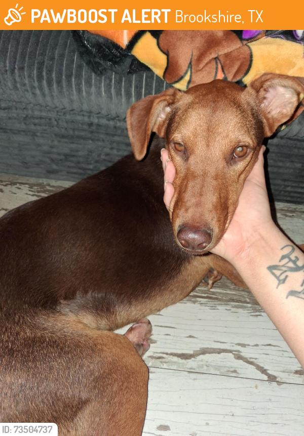 Found/Stray Female Dog last seen Crystal Lakes Area, Brookshire, TX 77423