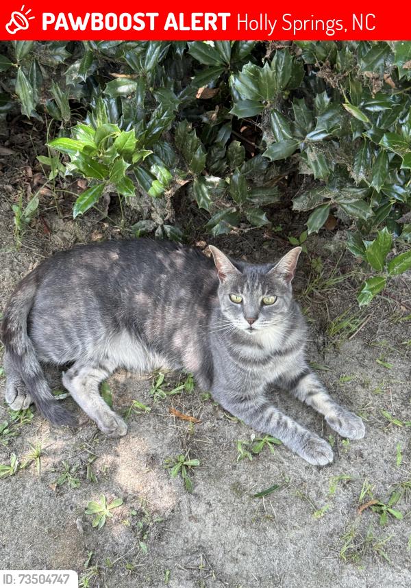 Lost Male Cat last seen Rouse Road, Holly Springs, NC 27540