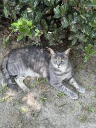 Lost Male Cat last seen Rouse Road, Holly Springs, NC 27540