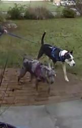 Reunited Female Dog last seen Thorburn, Edison, Trumbull, CT 06611