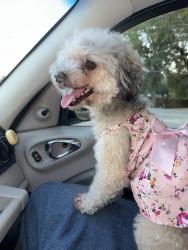 Reunited Female Dog last seen Near North Liberty Street, Winston-Salem, NC, USA, Winston-Salem, NC 27101