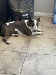 Reunited Female Dog last seen Walnut and tropical, North Las Vegas, NV 89081