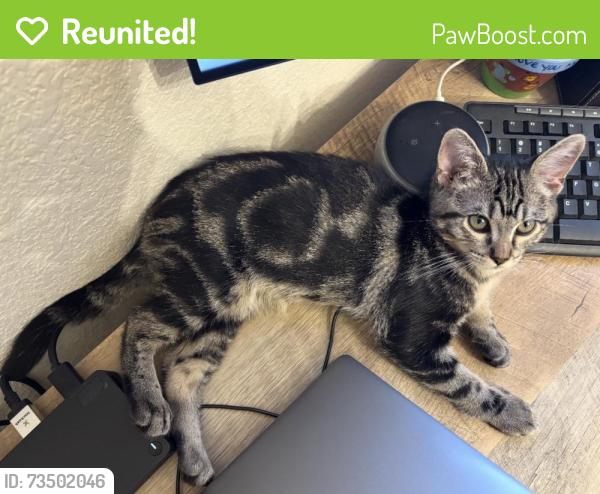 Reunited Female Cat last seen Hidden Creek subdivision off silverdale/1314, Conroe, TX 77301