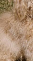 Found/Stray Unknown Dog last seen Between hackney and pine trails dr, Greenbrier, TN 37073