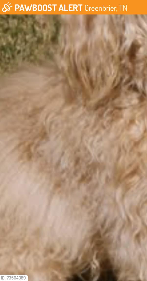 Found/Stray Unknown Dog last seen Between hackney and pine trails dr, Greenbrier, TN 37073