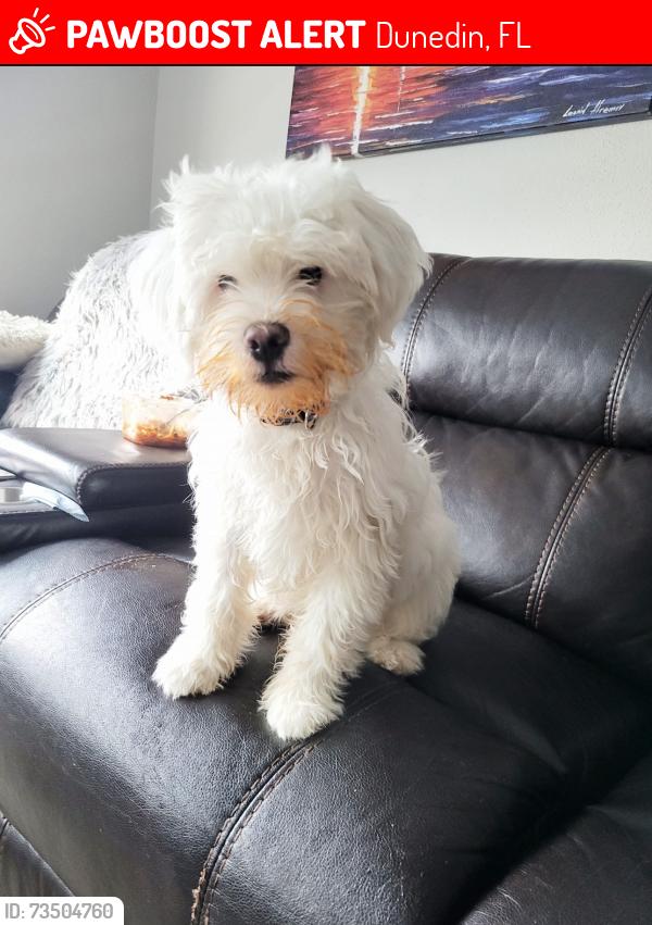 Lost Male Dog last seen Solon st, Dunedin, FL 34698