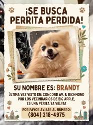 Reunited Female Dog last seen Big Apple supermarket, Chester, VA 23237