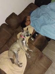 Reunited Female Dog last seen S Maryland Parkway and plye st, Las Vegas, NV 89183