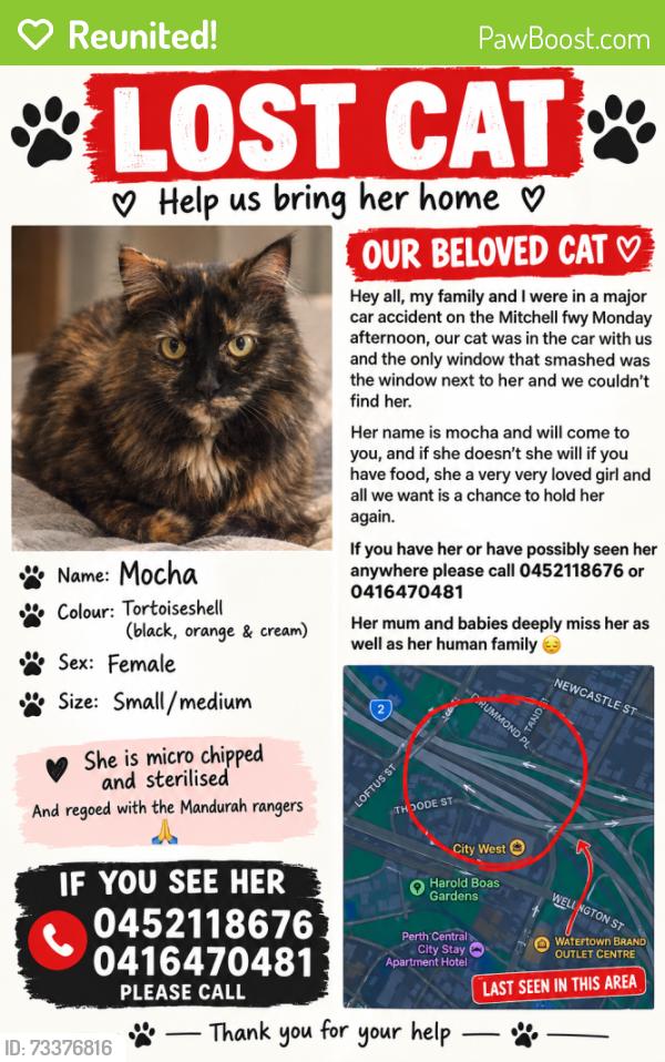 Reunited Female Cat last seen On the fwy as we were in a car mishap, South Perth, WA 6151