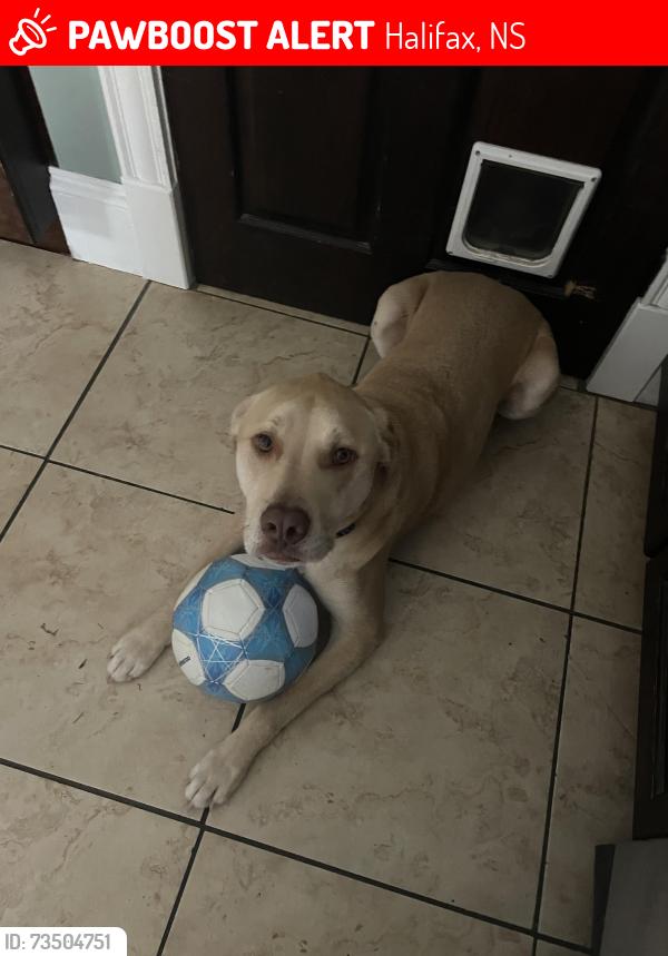 Lost Male Dog last seen Colindale and redwood, Halifax, NS 
