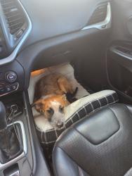 Lost Female Dog last seen Messina Dr, San Antonio, TX 78258