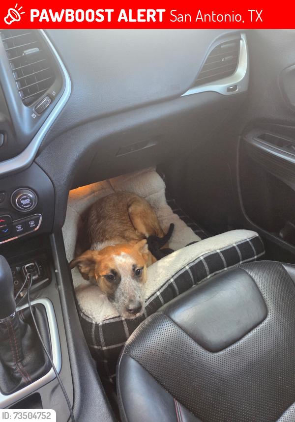 Lost Female Dog last seen Messina Dr, San Antonio, TX 78258