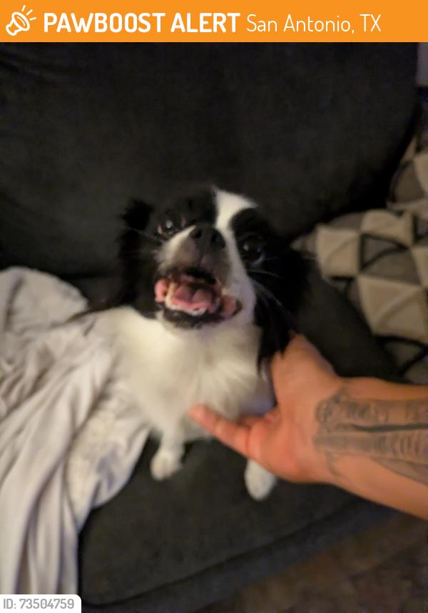 Found/Stray Female Dog last seen Valley Dale and Valley Glen street, San Antonio, TX 78250