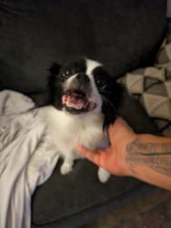 Found/Stray Female Dog last seen Valley Dale and Valley Glen street, San Antonio, TX 78250