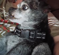 Found/Stray Male Dog last seen Walker Rd, Riverdale Rd, Clayton County, GA 30296