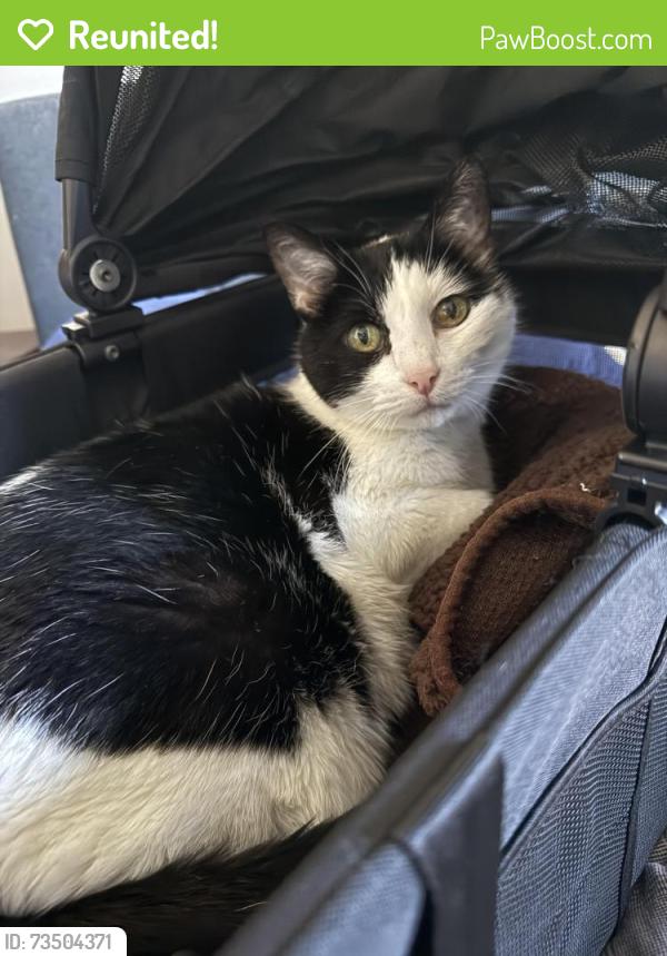 Reunited Female Cat last seen Raymond Road and Oak View Drive, Madison, WI 53719