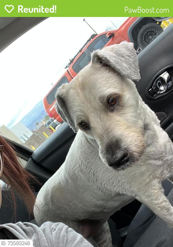 Reunited Female Dog last seen Southern Highlands Pkwy & Somerset Hills Drive, Enterprise, NV 89141