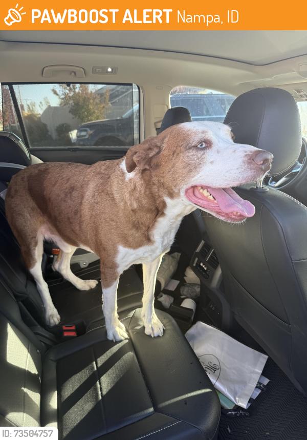 Found/Stray Male Dog last seen Ustick and franklin, Nampa, ID 83687