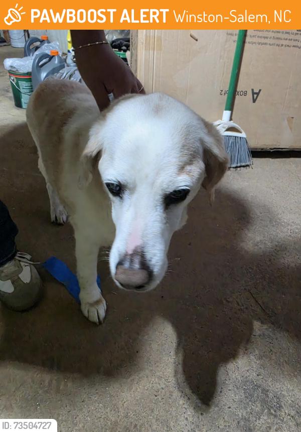 Found/Stray Unknown Dog last seen Covington Ridge rd, Winston-Salem, NC 27107