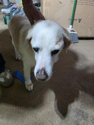 Found/Stray Unknown Dog last seen Covington Ridge rd, Winston-Salem, NC 27107