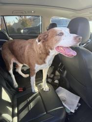Found/Stray Male Dog last seen Ustick and franklin, Nampa, ID 83687