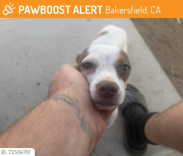 Found/Stray Female Dog last seen Easter St & Texas St, Bakersfield, CA 93307
