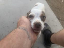 Found/Stray Female Dog last seen Easter St & Texas St, Bakersfield, CA 93307
