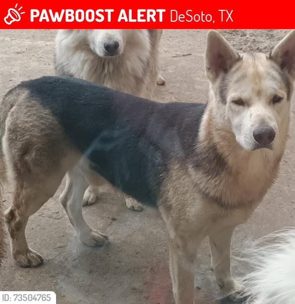 Lost Male Dog last seen Blue Bonnet & Snowy Orchid, DeSoto, TX 75115