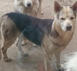 Lost Male Dog last seen Blue Bonnet & Snowy Orchid, DeSoto, TX 75115