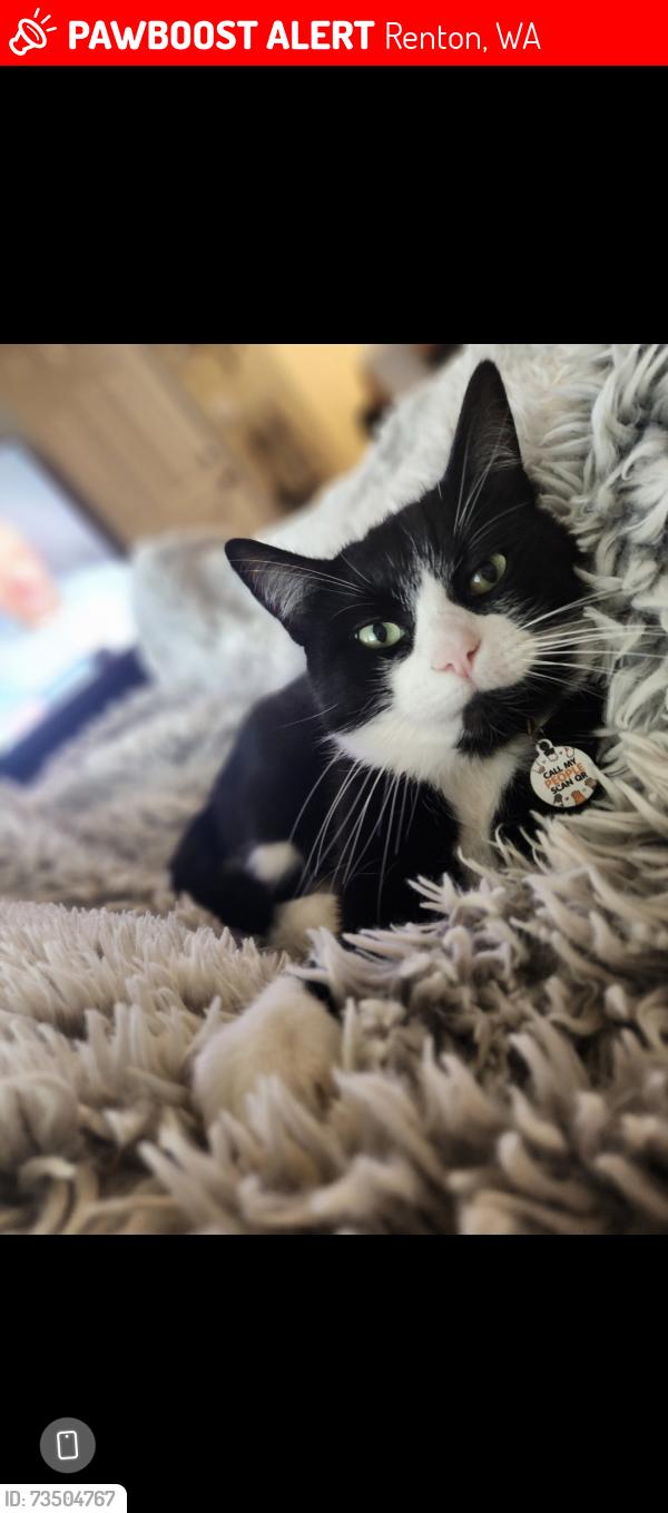 Lost Male Cat last seen 113th ave se & se 168th st, Renton, WA 98055