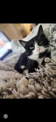 Lost Male Cat last seen 113th ave se & se 168th st, Renton, WA 98055