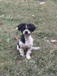 Reunited Male Dog last seen McDowell Rd, Richmond, VA 23225, USA, Richmond, VA 23225