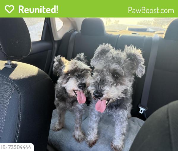 Reunited Male Dog last seen H-E-B parking lot, Pharr, TX 78577