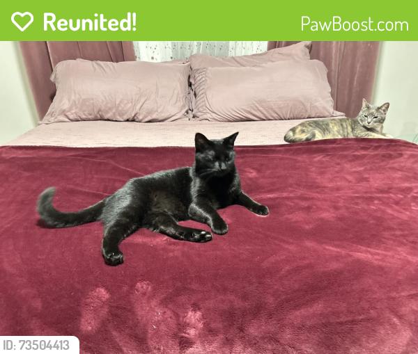 Reunited Male Cat last seen Oakley ave, Rockford, IL 61101