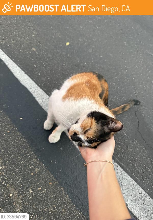 Found/Stray Female Cat last seen Point Loma High School, San Diego, CA 92106