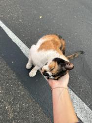 Found/Stray Female Cat last seen Point Loma High School, San Diego, CA 92106