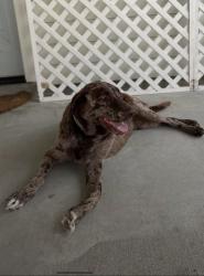Lost Female Dog last seen McCain Road, Acadia Parish, LA 70531