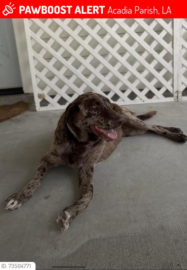 Lost Female Dog last seen McCain Road, Acadia Parish, LA 70531
