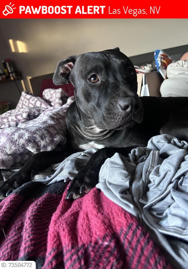 Lost Female Dog last seen Tropicana and eastern, Las Vegas, NV 89119